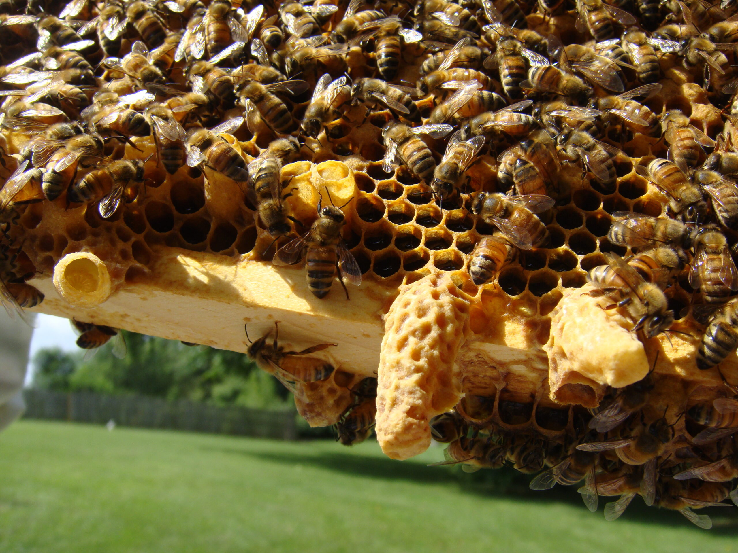 Essaim pour ruches warré