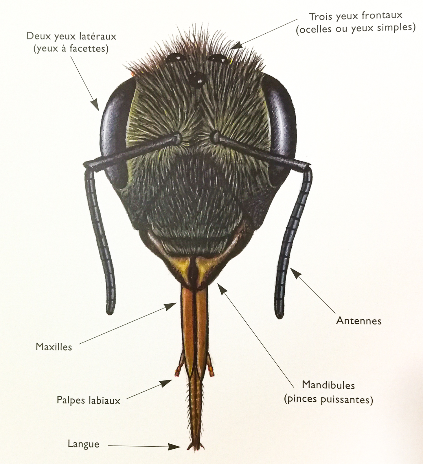 abeille mandibules maxilles
