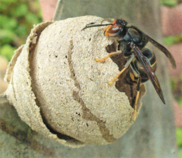 nid frelon asiatique