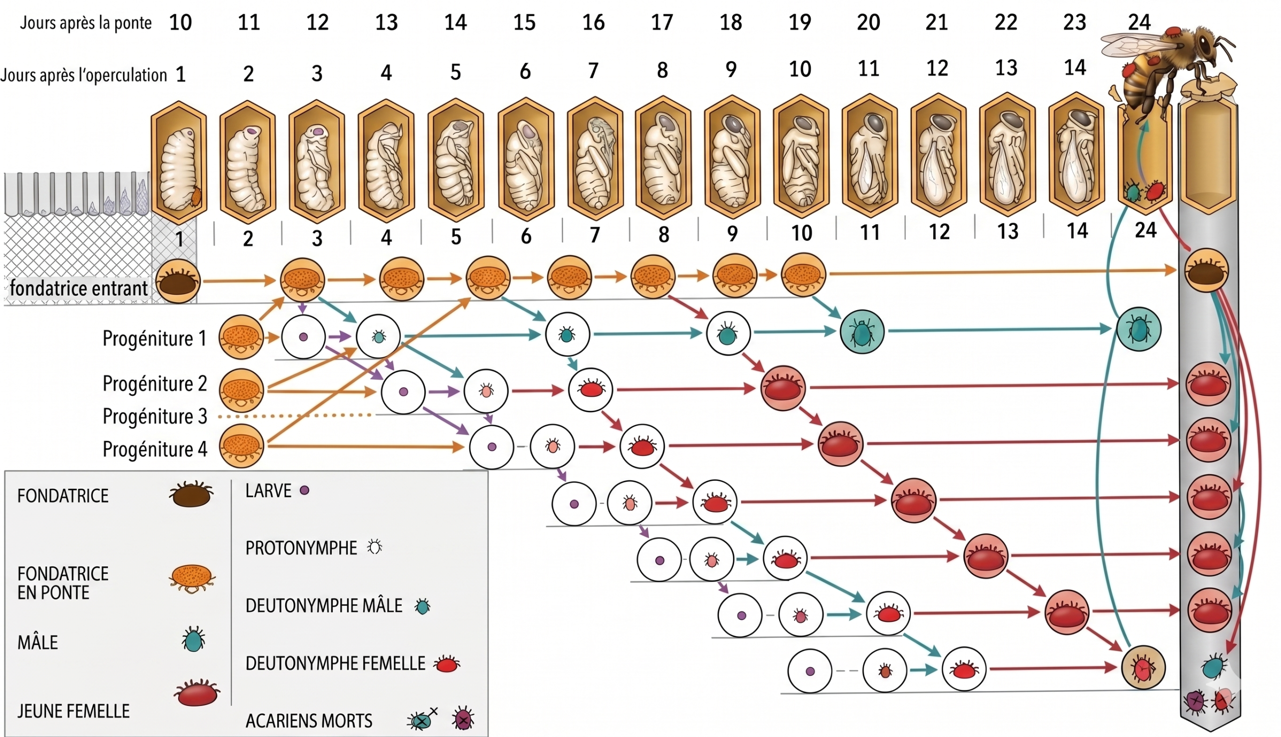 Cycle de reproduction Varroa